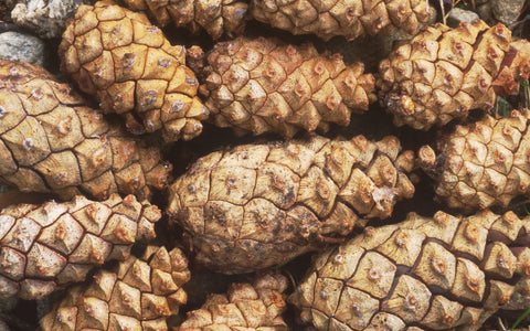 Scots Pine Cones, closed up