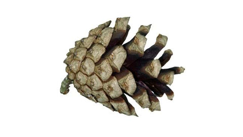 Scots Pine Cone, open