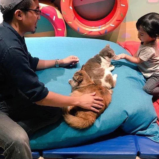 pet-friendly bean bag