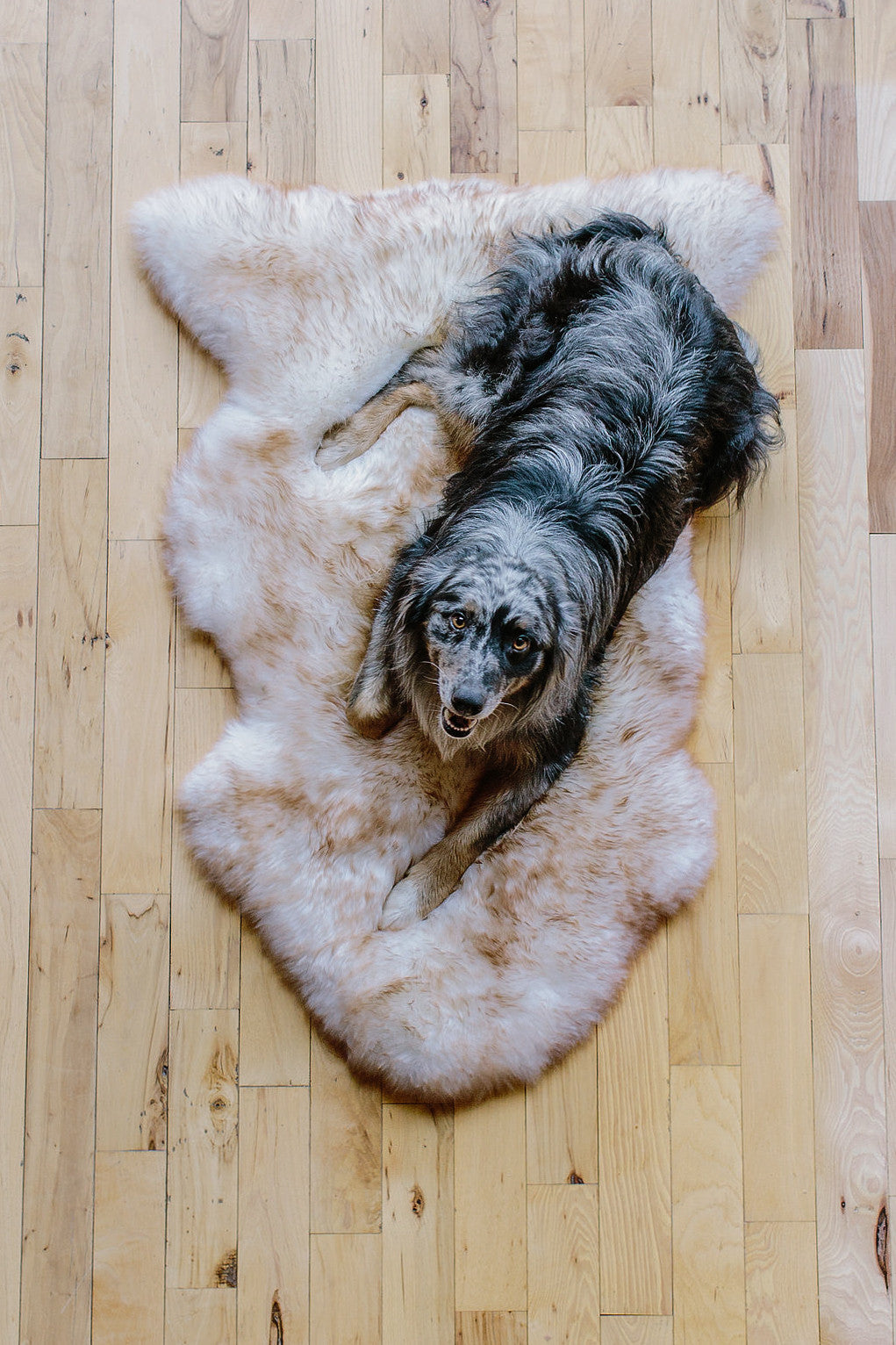 dog bed rug