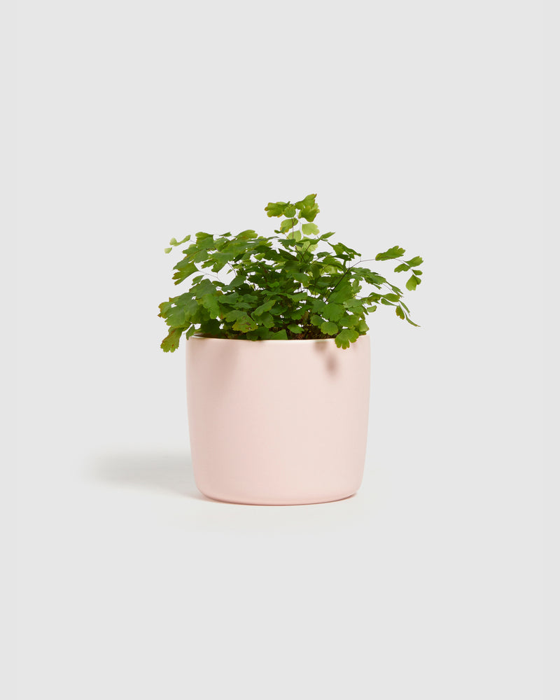 INDOOR GARDEN PLANTER M