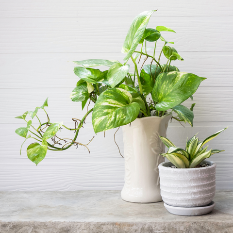 house plants on counter