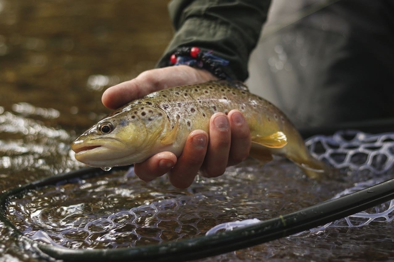 Late Season Trout Fishing