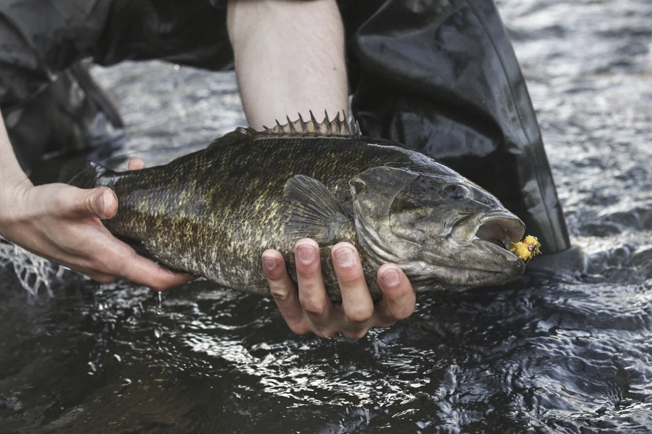 Susquehanna and Junita River Smallmouth