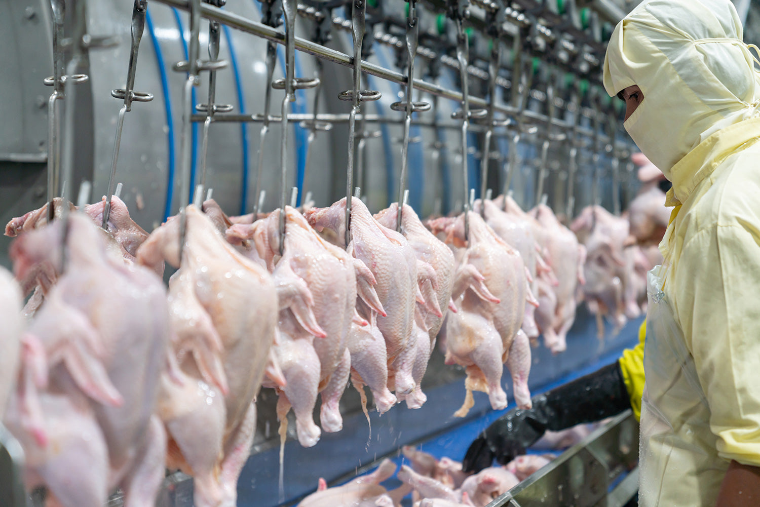 Poultry processing line