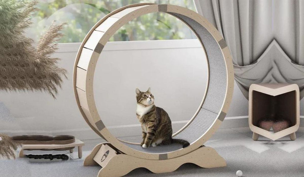 cat-wheel-running