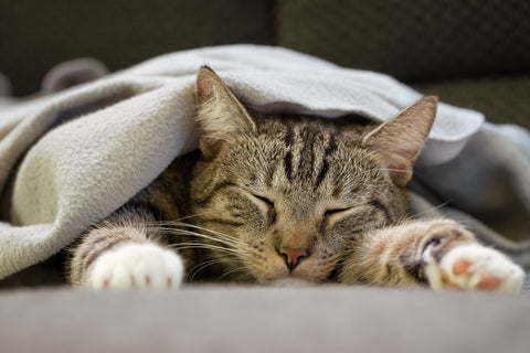 cat sleeping under blanket