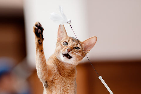 Abyssinian cat clawing at toy