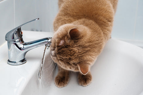 cat drinking water from a bathroom tap