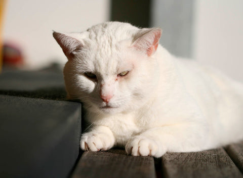 white old cat named phoebe resting in sun on deck