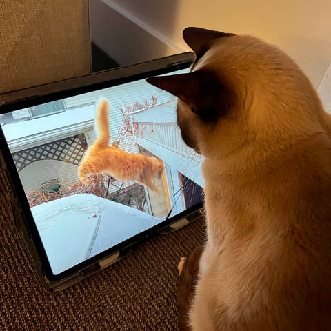 cat watching another cat on tv jumping ipad entertainment