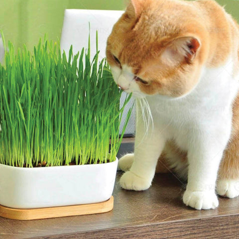 kitten sniffing eating grass cat enrichment