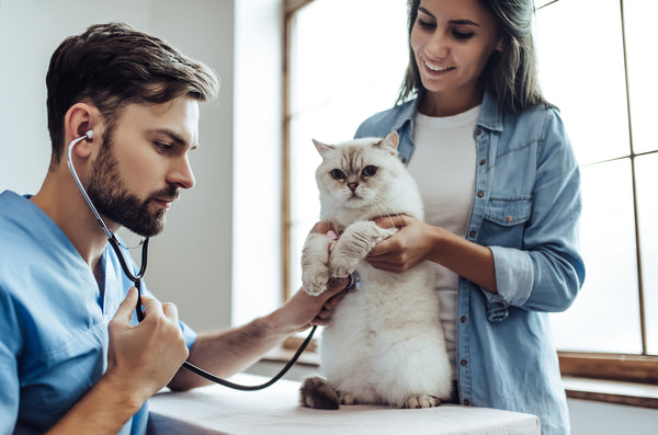 cat at vet getting a checkup