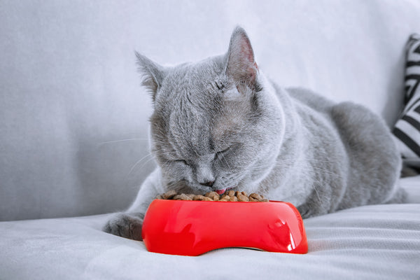 Cat snacking on food