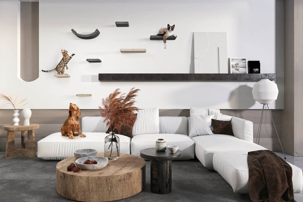 Cats playing on wall mounted shelves