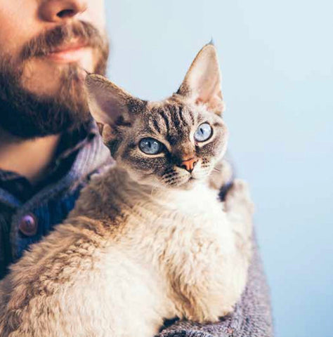 devon rex cat