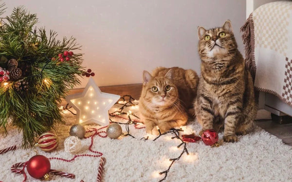 two cats sitting next to christmas tree