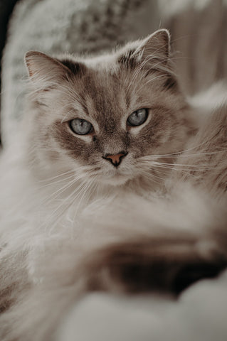 white cat soft eyes