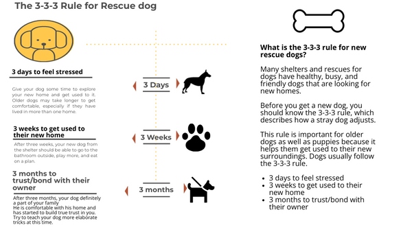 A infographic on the 3 rules of adopting a rescue dog