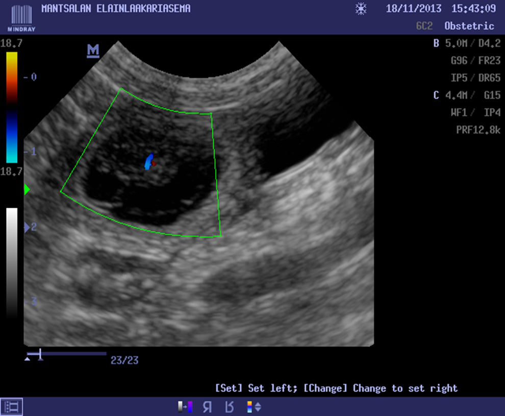 Color Doppler ultrasonography showing the blood circulation of the heart of an embryo (Picture: Merja Dahlbom, Mäntsälä Veterinary Clinic)