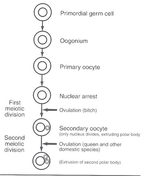 Figure 1. Ogenesis, growth process of an egg cell