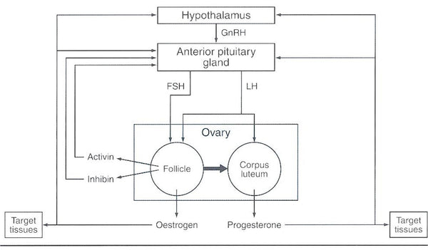 Figure 2. Hypothalamic-pituitary-ovary axis showing hormonal secretion pathways