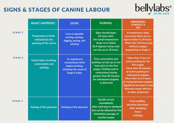 Signs and Stages Of Dog Labor