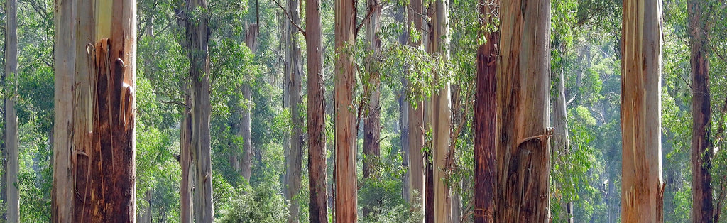 eucalyptus