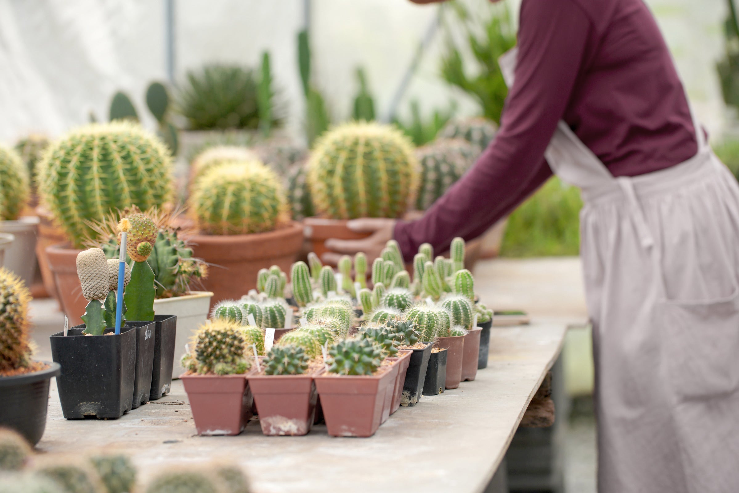 Cacti should not be touched or handled