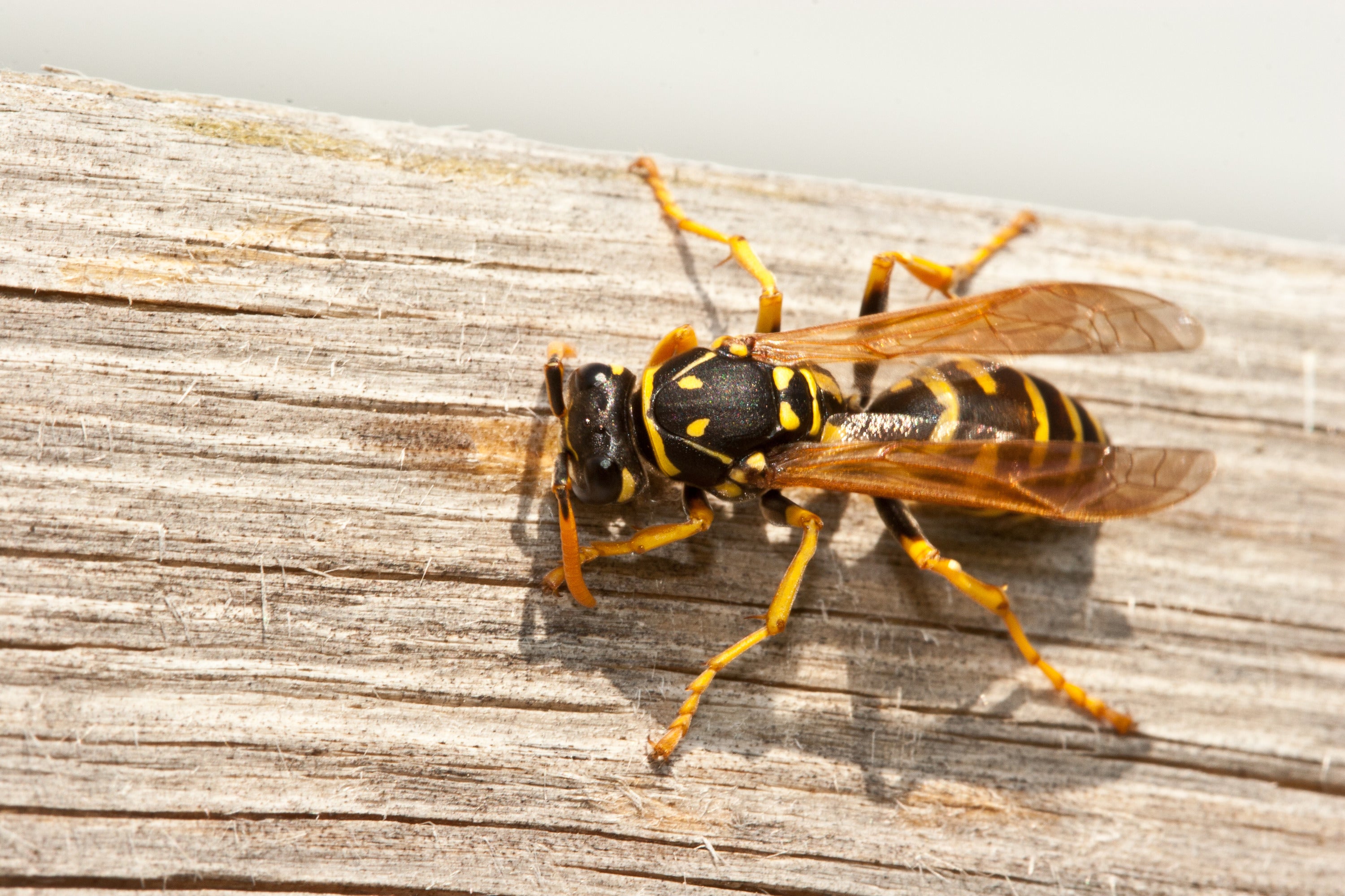 Bald-faced Hornet and Yellow Jacket