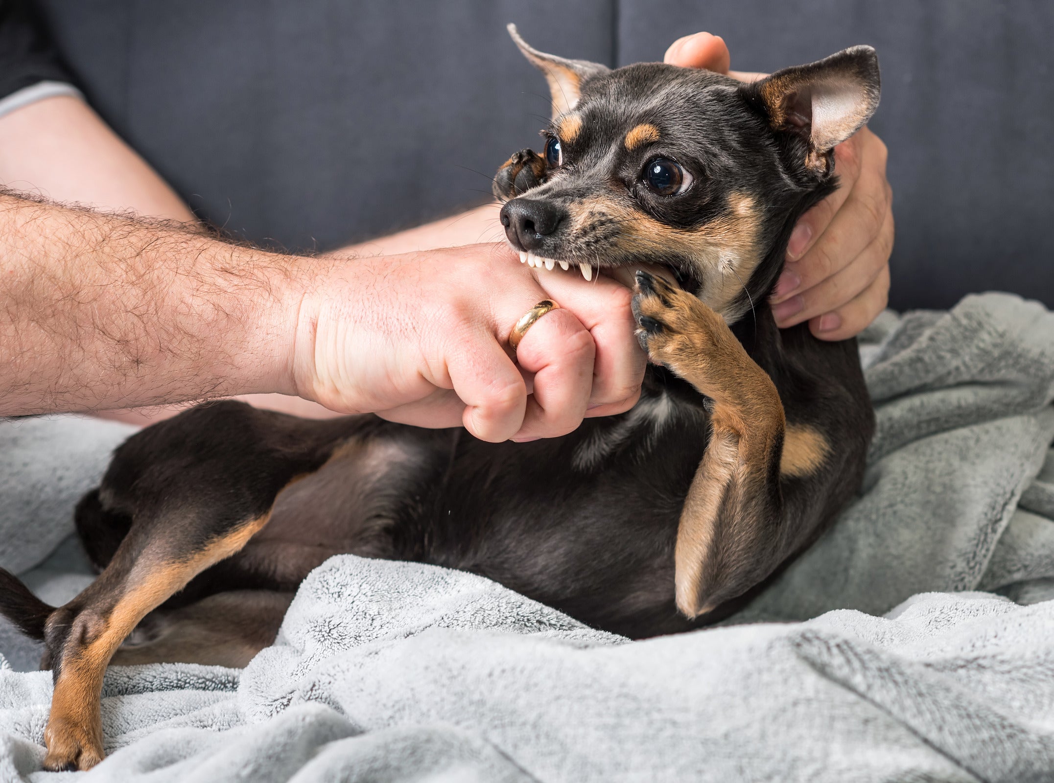 There are five risk factors that can lead to tetanus after a minor dog bite