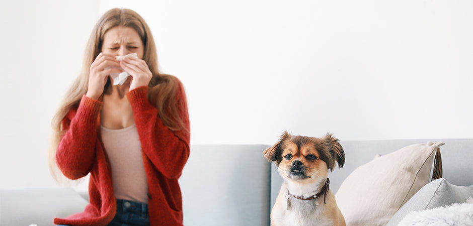 Dog Allergy Symptoms In Adults 10 Types