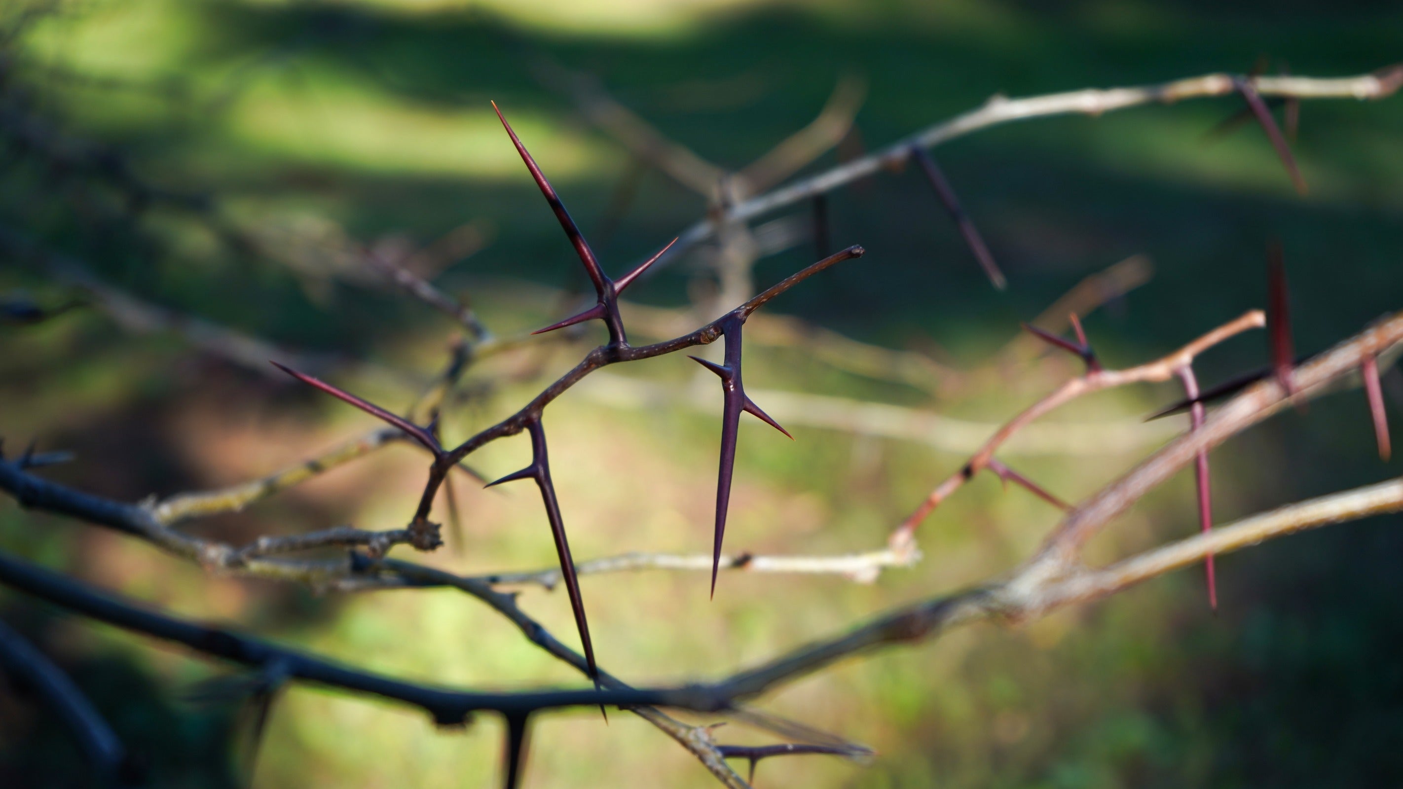 Monitoring the healing of honey locust stings