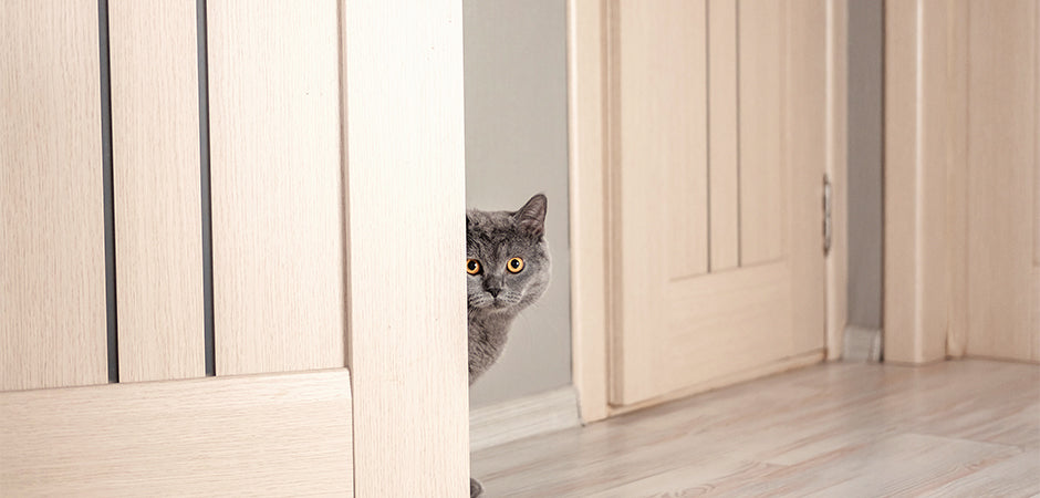 Limit Your Cat's Access to Certain Rooms