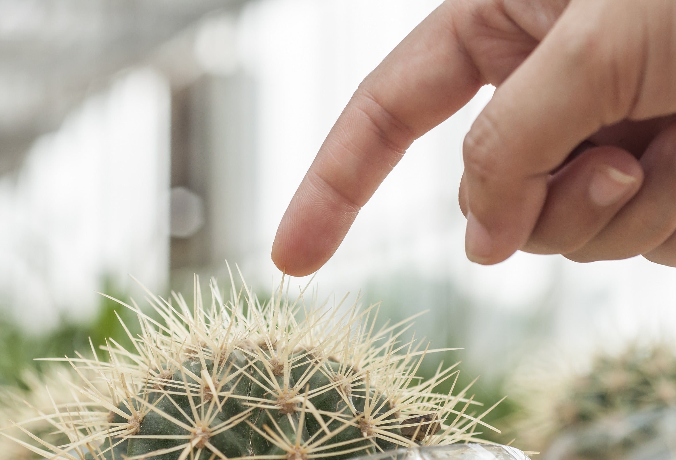 The 5 Steps To Heal A Cactus Wound