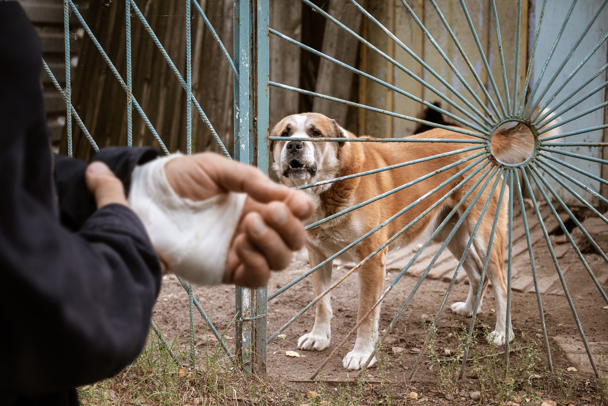 A dog bite victim's legal options for compensation