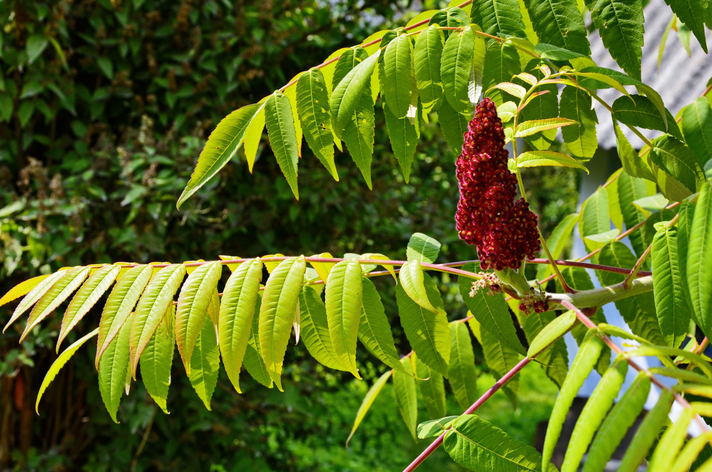 The poisonous root of the sumac plant: