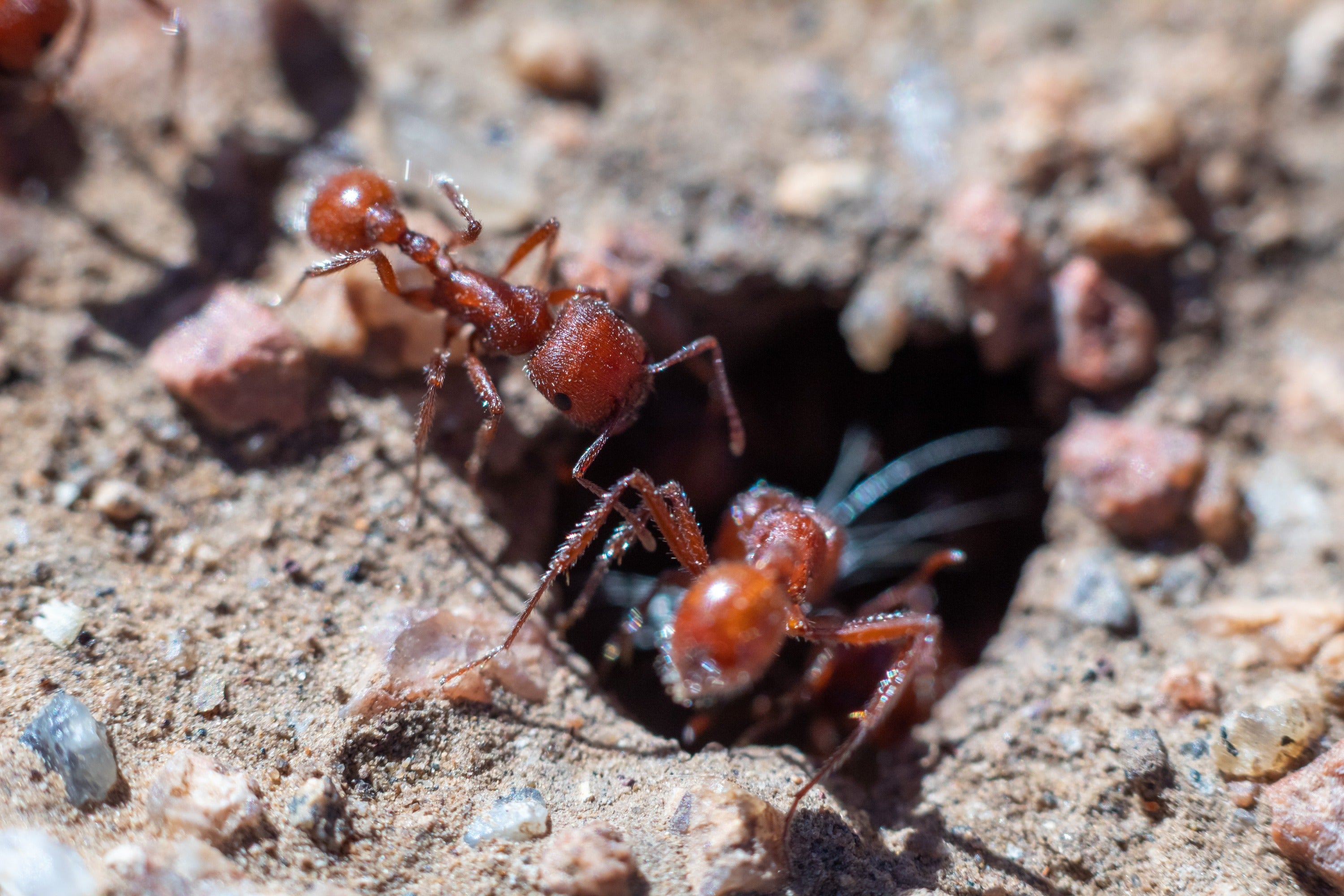 The most painful insect bites Red Harvester Ant