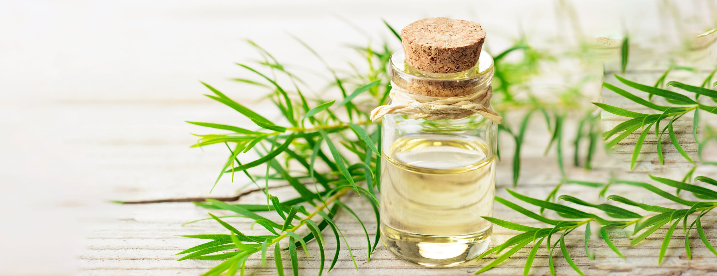 Insect bites can be treated naturally with tea tree oil and lavender oil