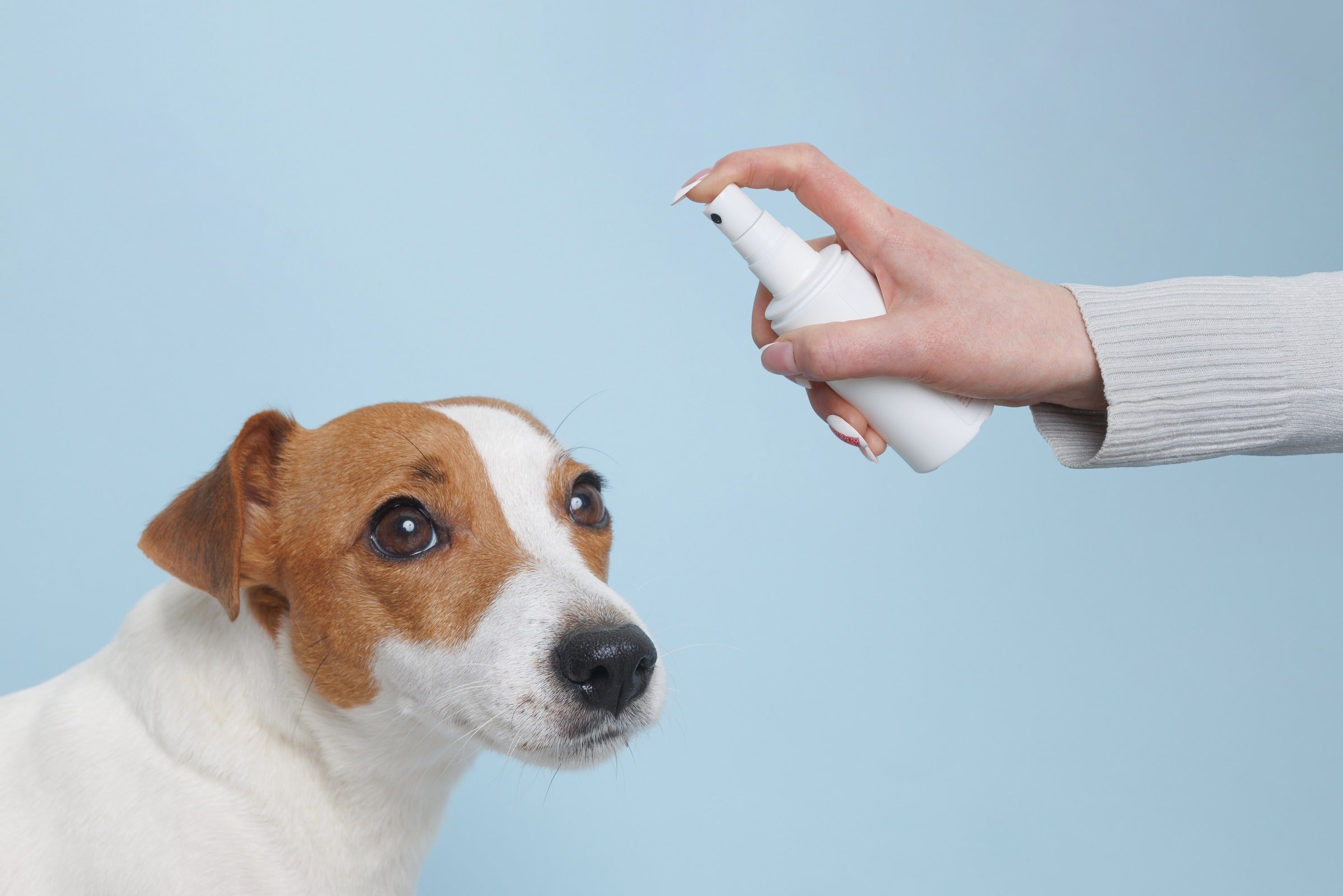 Four considerations when choosing a disinfectant for dogs