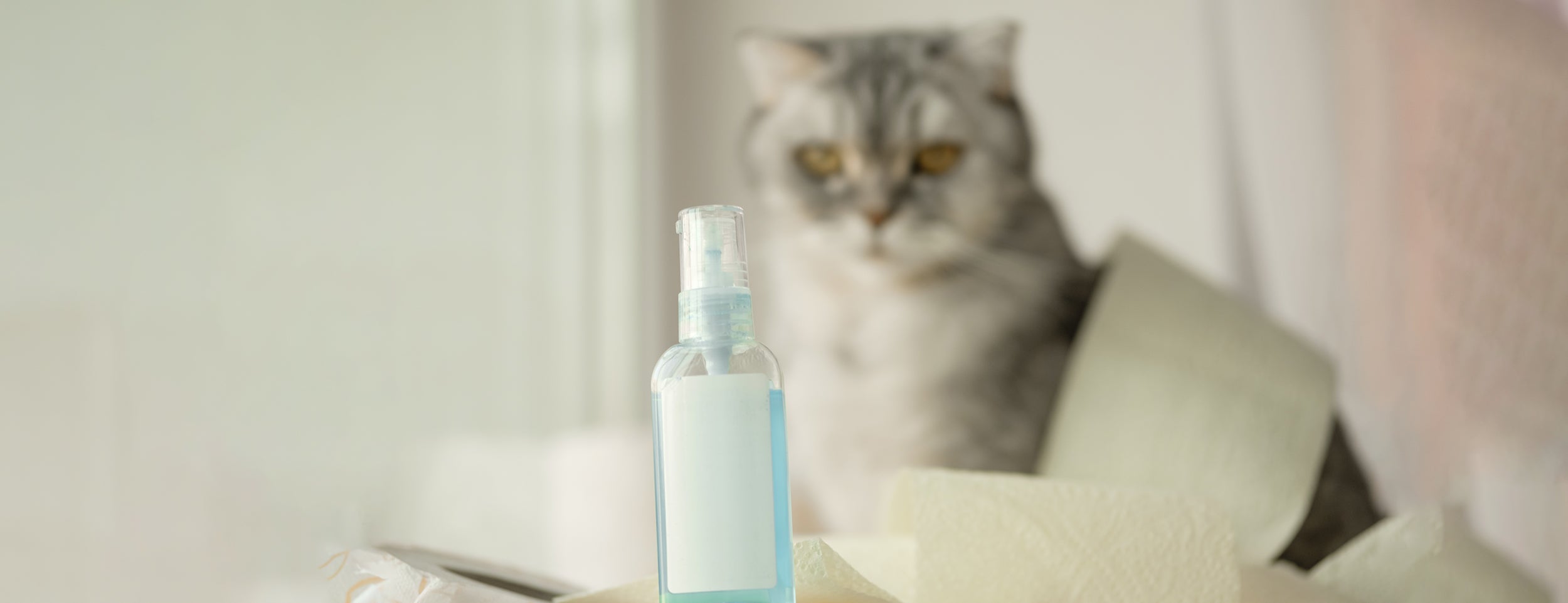 3 types of safe disinfectants for cats