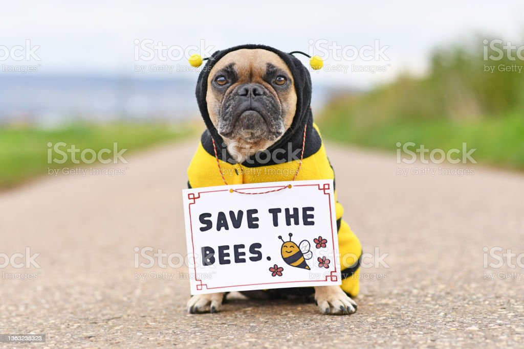 French Bulldog dog wearing bee costume with demonstration sign saying 'Save the bees' French Bulldog dog wearing bee costume with demonstration sign saying 'Save the bees' bees stock pictures, royalty-free photos & images