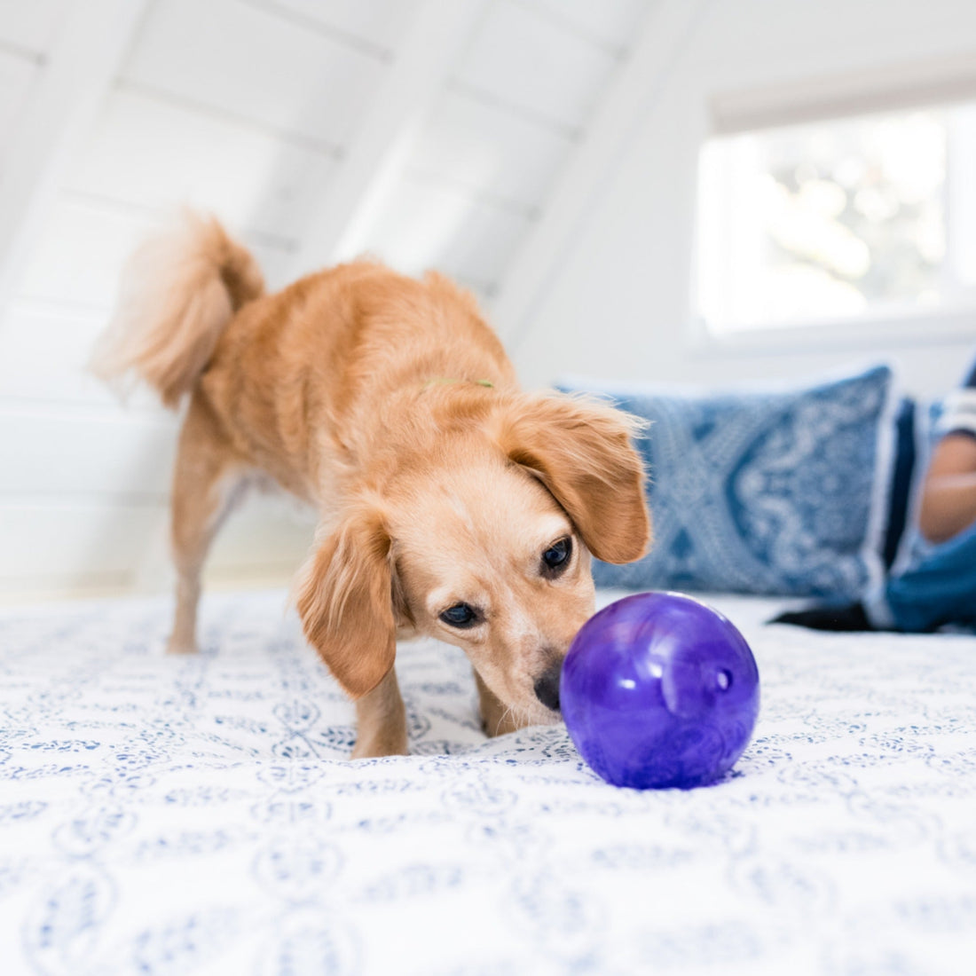 Planet Dog Orbee-Tuff Squeak Ball Dog Toy