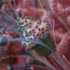 Picture of Viv! Christmas Kersttak - Glitter Cupcakes - pastel - roze groen blauw - 82cm