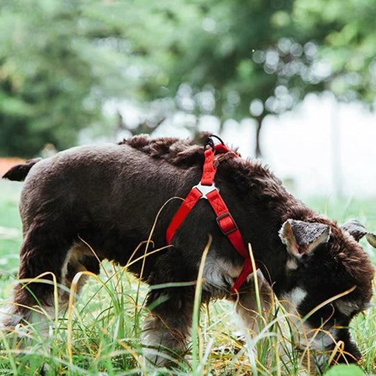 🐕 Découvrez notre harnais pour chien anti-traction : confort optimal, zéro étranglement et 2 anneaux de contrôle. Promenez votre animal en toute sécurité !
