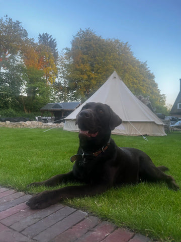 Chocolate Lab outside a Bell Tent