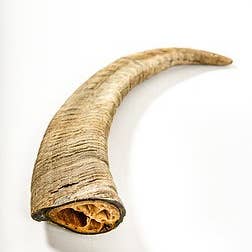 Gobi Goat Horns (3-Pack)