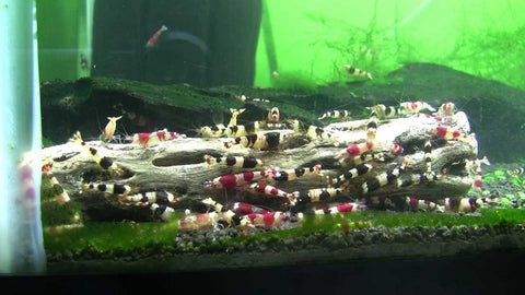 shrimp tank decorations