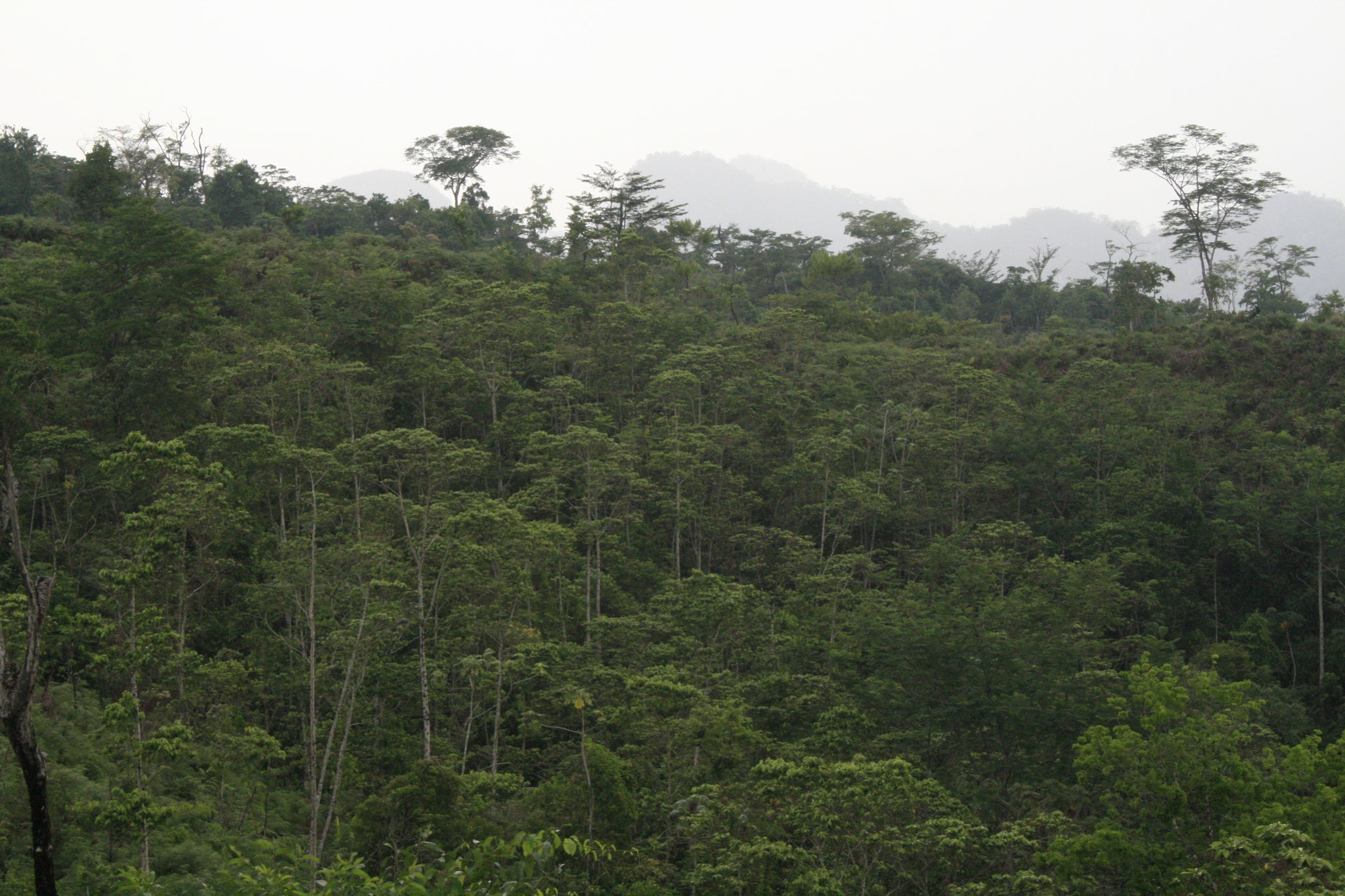 Calakmul Nature Reserve