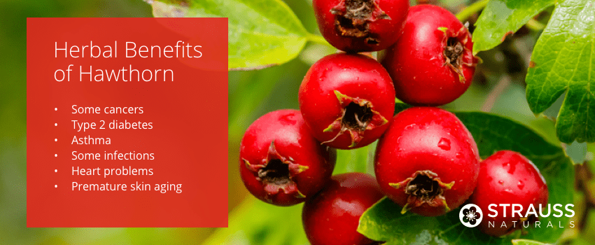 Herbal Benefits of Hawthorn 